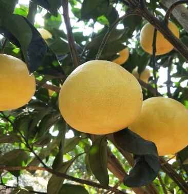 葡萄柚广西南宁市葡萄柚专业种植户欢迎来电咨询