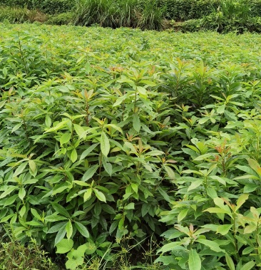 木荷木荷苗木荷袋苗清流县嵩口镇绿源苗圃