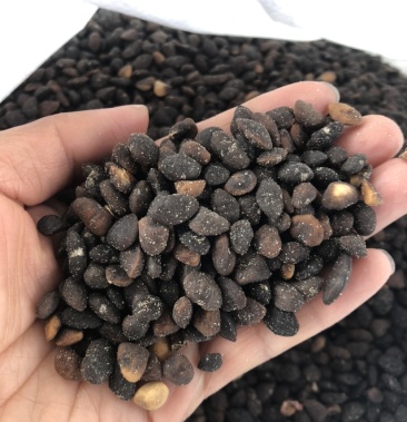 火力楠种子 醉香含笑种子 含笑种子 新货上市