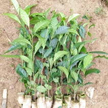 云南大叶种茶树苗普洱茶苗