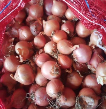 东北毛葱有混葱中葱大毛葱蒙葱2021年新货