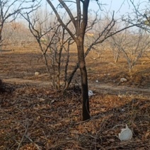 柿子树自己家种植的，品种饿黄