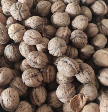 太行山,自由落果.清香核桃