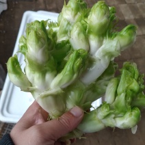 儿菜小儿菜连儿带母