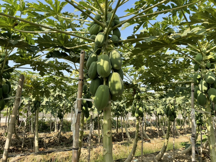 热带果园中的木瓜树群,植株挺拔,部分挂有青绿色果实,阳光透过叶片洒落,地面覆盖有机秸秆,体现生态种植环境 木瓜种植园实景