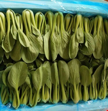 广白.产地直销价格0.90元/公斤 - 一亩田