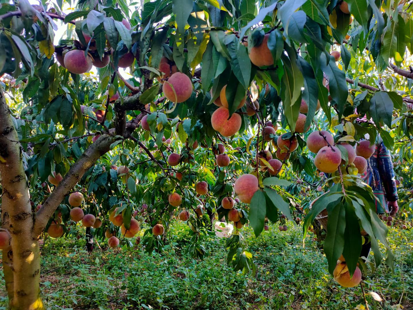 冬桃果园中成熟的果实挂满枝头