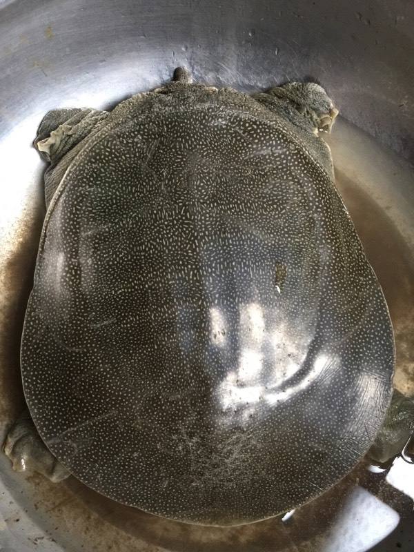 外塘生态公甲鱼,3年鳖精.货真价实,假货包赔,不是温室的