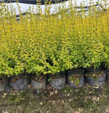 漂亮的亮晶女贞色块苗杯苗地苗