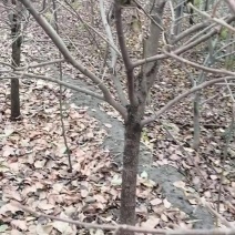 6到8公分柿子树清地价