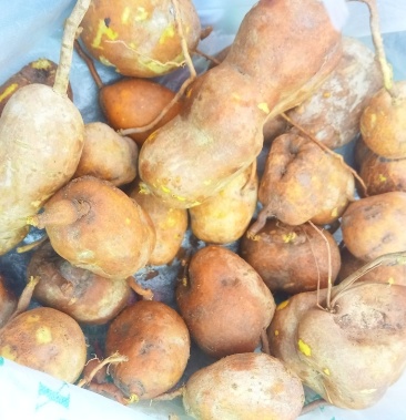 野生地苦胆 一斤起包邮发货 长期批发销售 有需要的联系