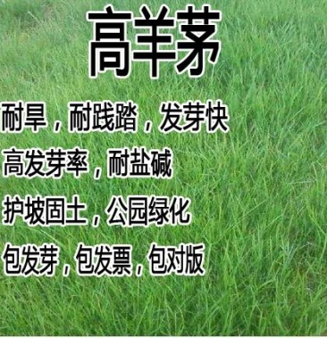 [高羊茅草种批发]草坪种子四季青高羊茅狗牙根黑麦草早熟禾耐践踏庭院