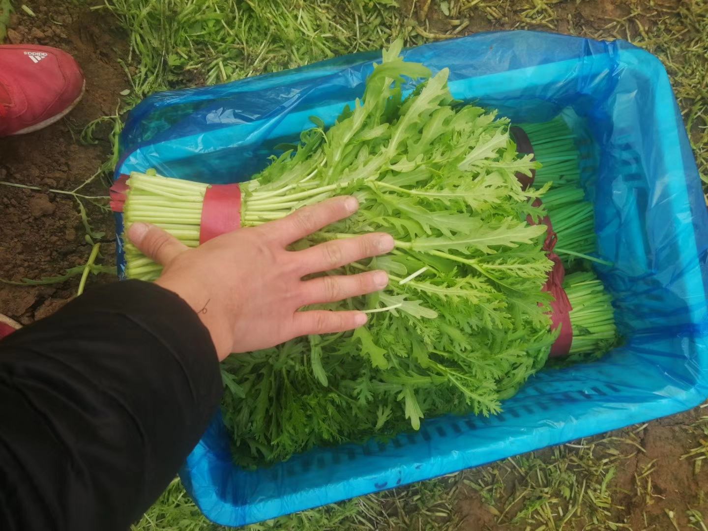 急救人员对疑似中毒患者进行初步处理的场景 中毒急救示意图