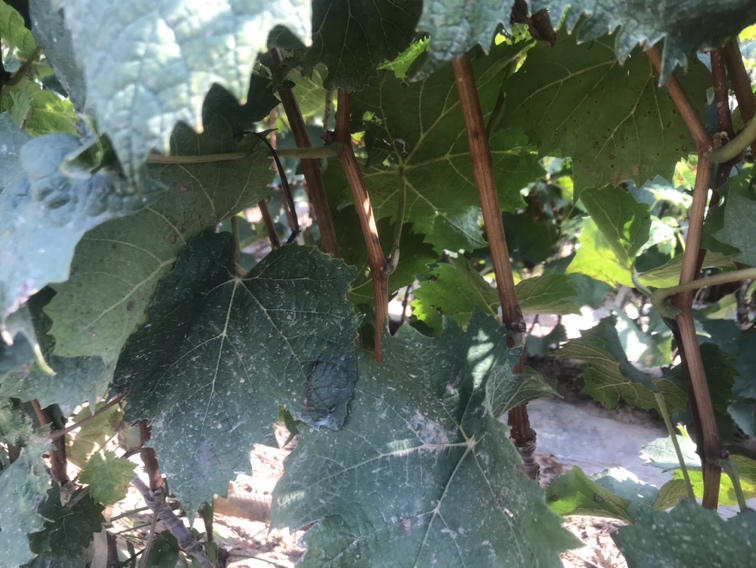 图片说明:展示葡萄透翅蛾幼虫蛀入枝条造成的典型危害症状 葡萄透翅蛾危害图示