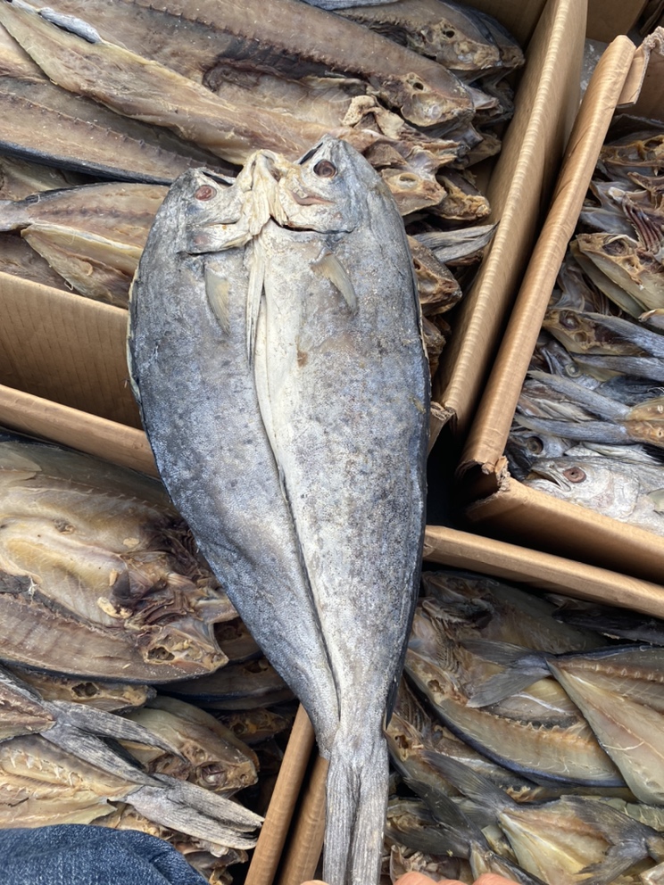 [鲅鱼批发]【优质刀鲅】大刀鲅鱼 品质好 大量批发 支持代发价格130.