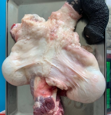 新鲜驴鞭想要的赶紧下单了