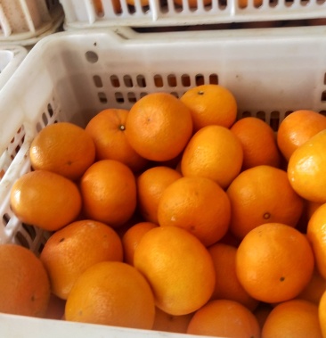 整车;按斤收费;运费买家自理规格通货380斤立即订购刘培均个人等级:2