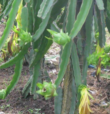 蜜宝火龙果种苗 大棚越冬苗 水果种苗 红心火龙果树