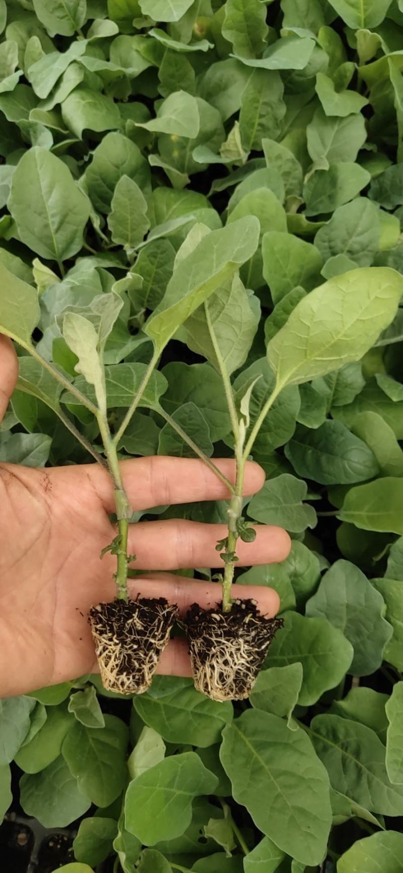 蔬菜苗茄子苗嫁接茄子苗