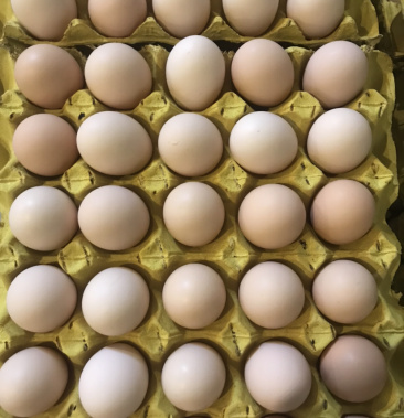 大午金凤新鲜鸡蛋热卖中