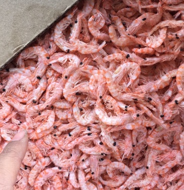 精品优质深海南极磷虾