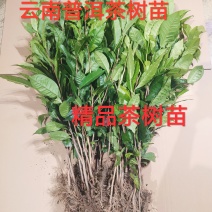 普洱茶树苗云南勐库大叶种冰岛茶树苗绿植树苗乔木