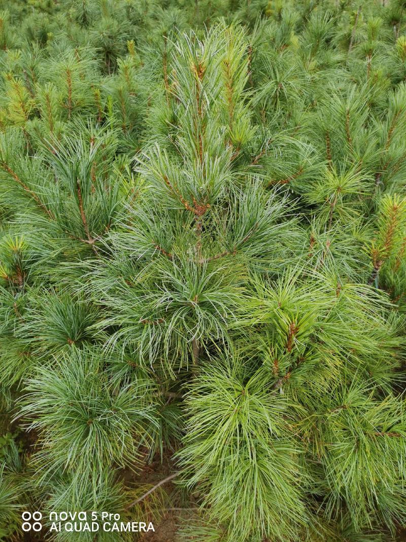 红松苗,嫁接苗,2年挂果,用事实说话,产地货源,量大从优