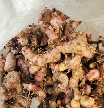 纯野生山姜鲜山姜南姜大良姜