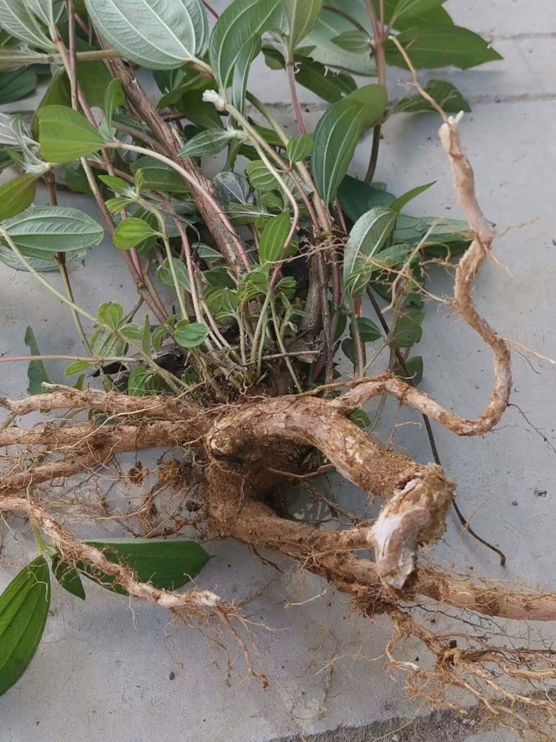 巴西野牡丹羊开口有需要的老板联系