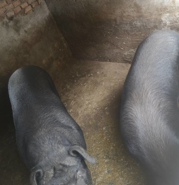 甘肃陇南武都农家纯土黑猪,保证纯粮食喂养