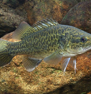 上海龙纹斑供应 墨瑞鳕承接餐饮老板和电商