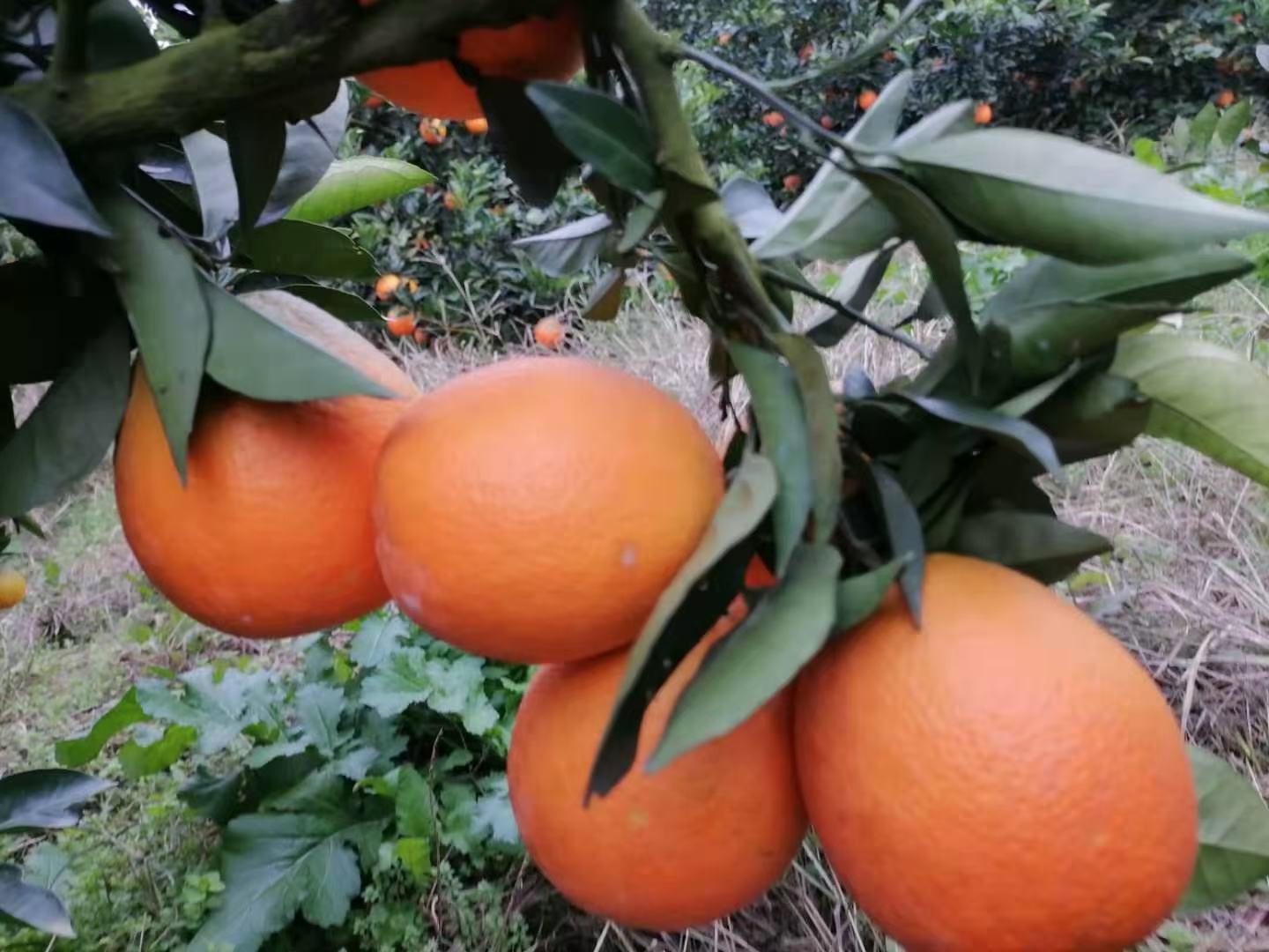 纽荷尔脐橙植株与果实特写