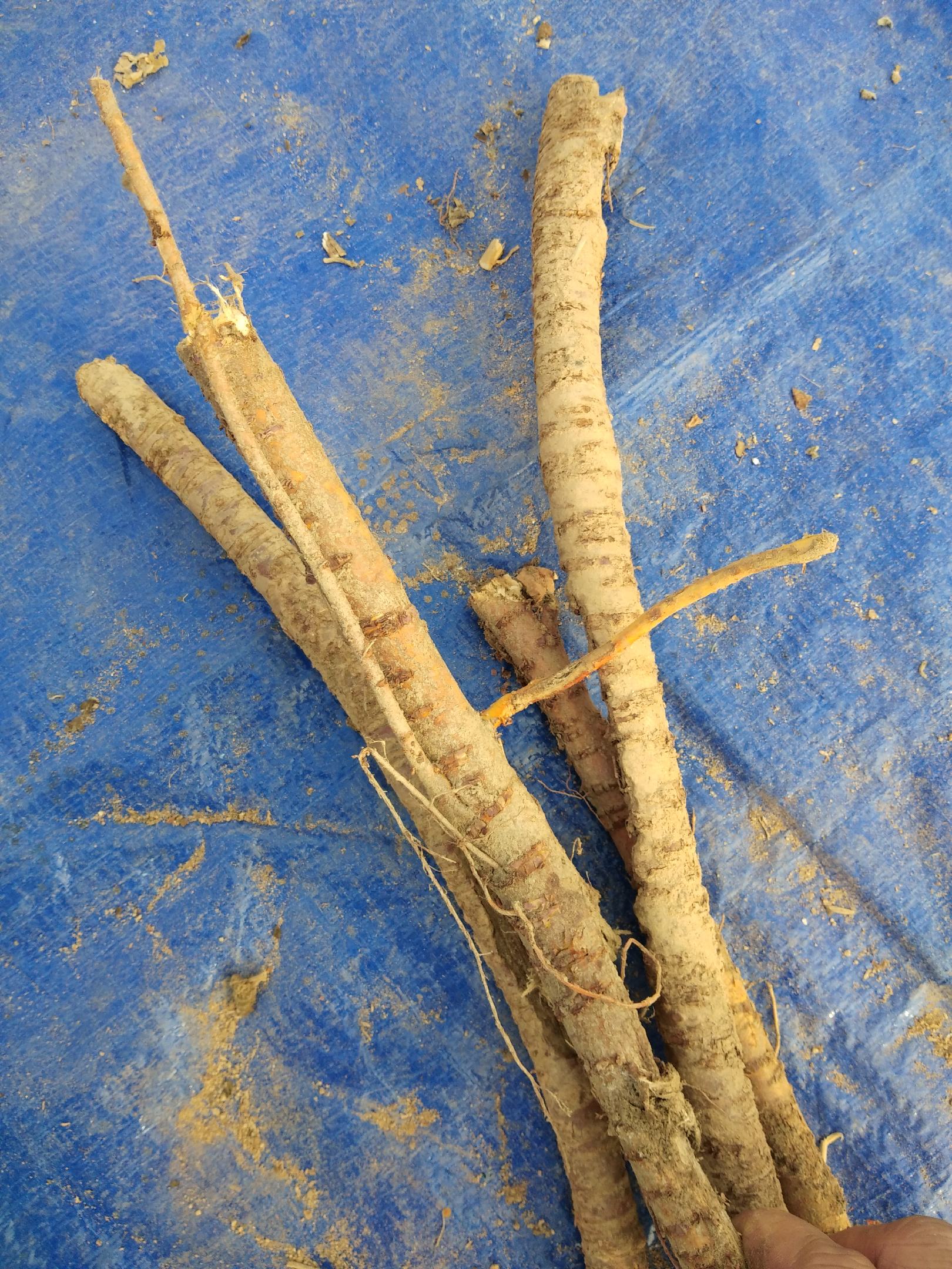 秦岭桑白皮统货干货鲜货统个刮皮
