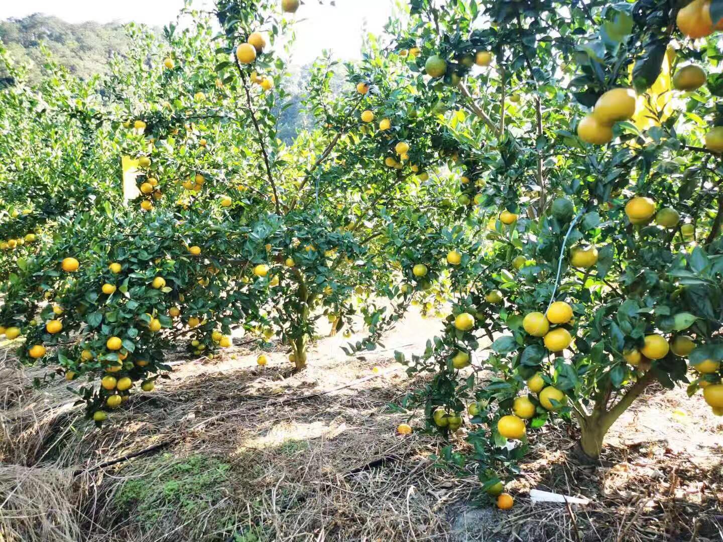 广西皇帝柑种植基地