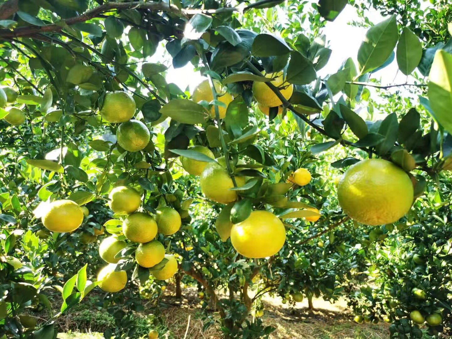 果园中的皇帝柑树