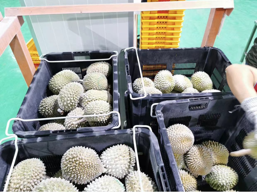 一名身穿工作服的果农在连南猫公山果园中使用长杆采摘器小心摘取成熟的猫山王榴莲,地面铺设防护网防止果实摔伤,阳光透过树叶洒落,展现精细化人工管理过程 连南猫公山果农采摘猫山王榴莲场景