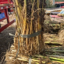 芦苇苗，出售与种植承接湿地绿化，河道治理等工程
