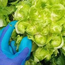 儿菜好的很哟毛菜毛菜要的来哟