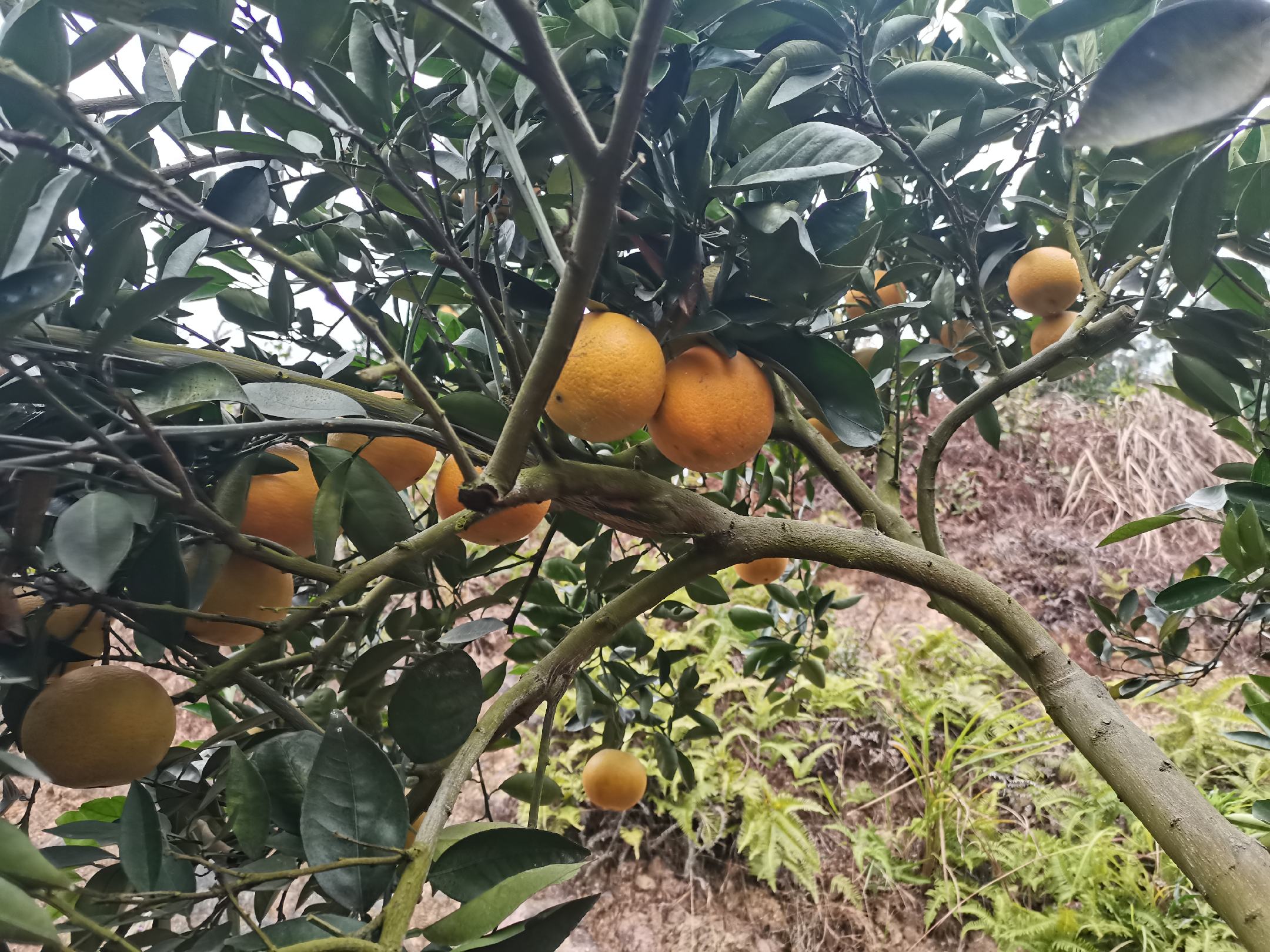 沙棘野生植株生长环境实景图