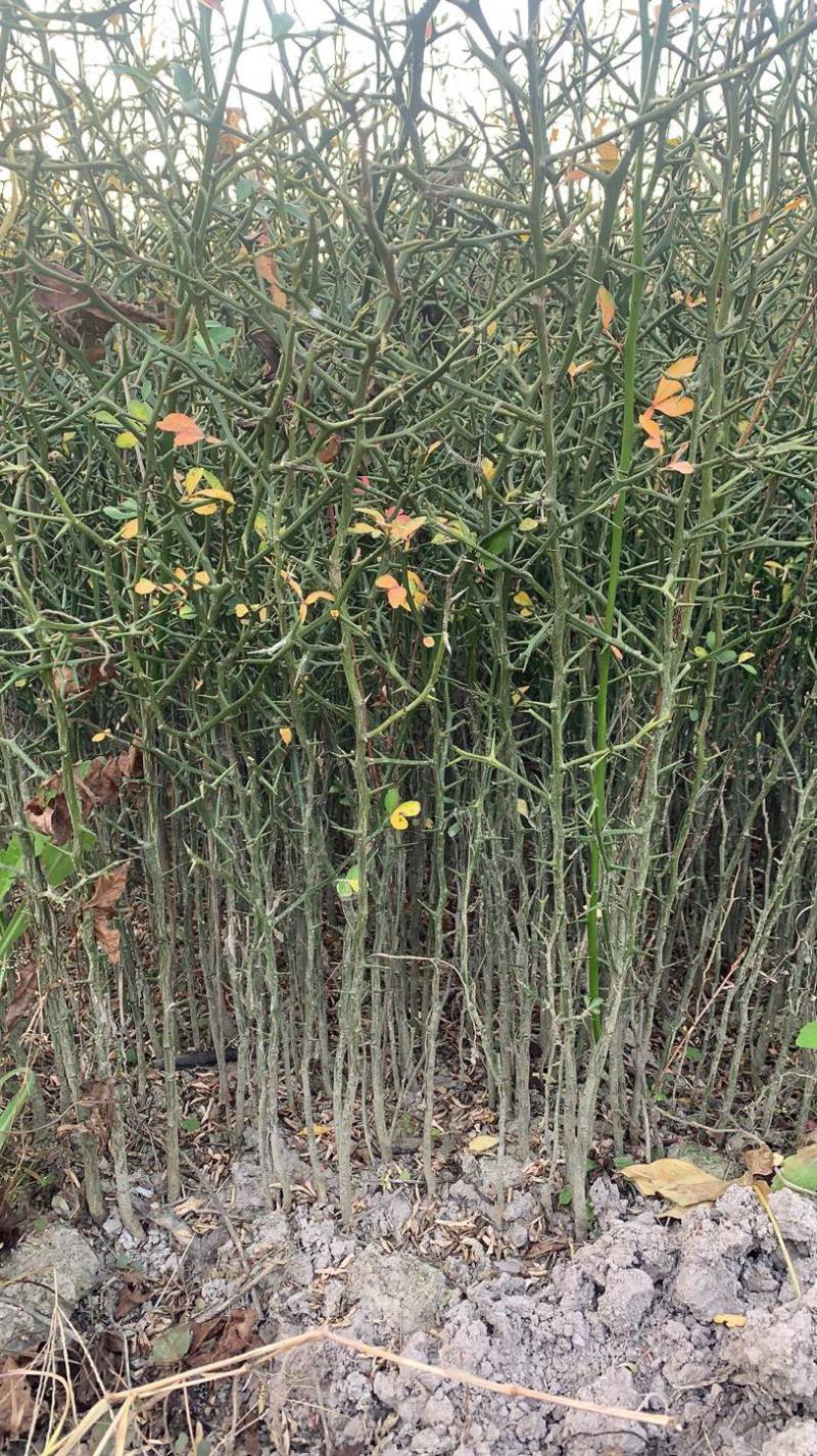 浙江绍兴新昌县枳壳苗 0