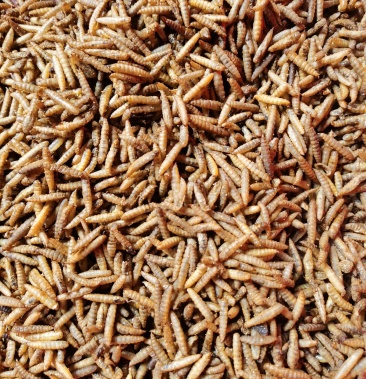 黑水虻干虫黑水虻幼虫