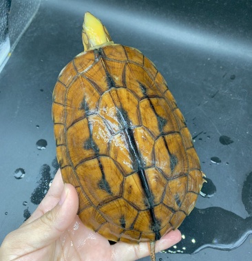 精品海南金钱龟大黄头母 均重1斤 喜欢联系 可自提