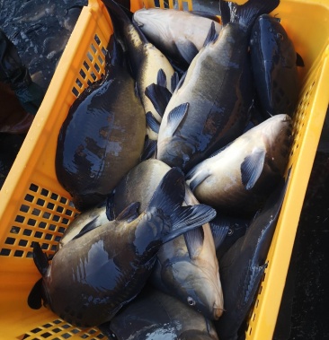 鸭绿江网箱养殖镜鲤鱼