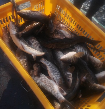 中朝边境鸭绿江大型网箱养殖重唇鱼