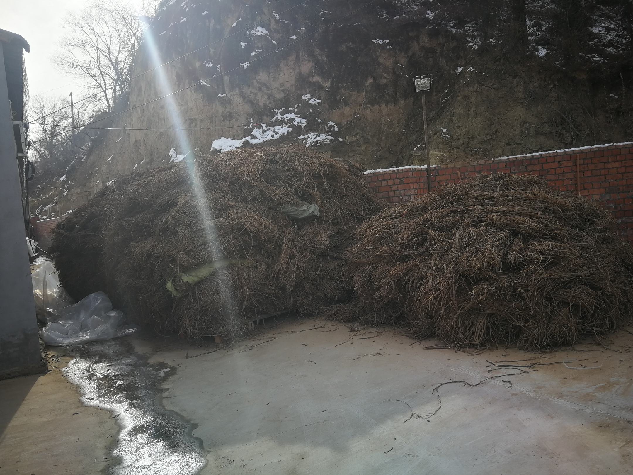 乙烯利喷洒操作示意图