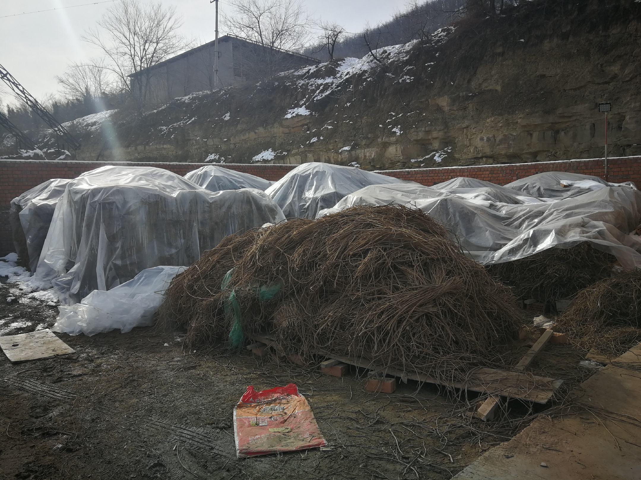 羽衣甘蓝冬季田间管理