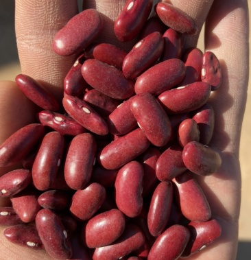 [红豆批发]红腰豆,英国红昆明发货,精选货,颗粒饱满均匀,颜色鲜艳价格