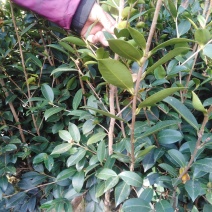 两年生良种嫁接油茶中杯苗，造林见效快，成活率高