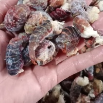 湖北潜江优质漂亮大龙虾尾，肉质鲜美饱满！