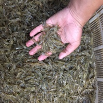 大量河虾，有需要请联系